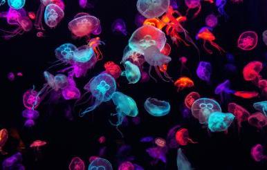 水下五颜六色的水母. 水母在水中移动.